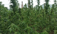 МВР
