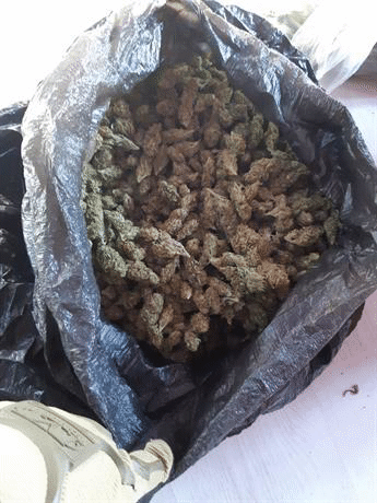 Голямо количество марихуана е иззето при полицейска акция в с. Костенец