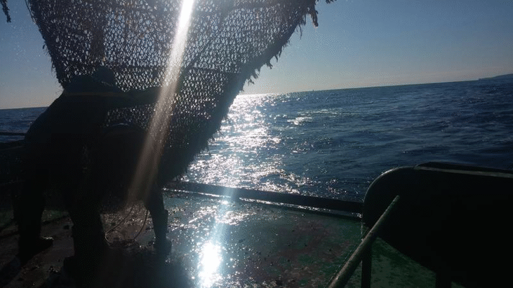 Учени: Рибите и мидите ни са чисти