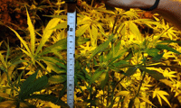 МВР