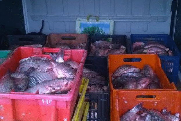 2660 кг риба иззета при нарушения