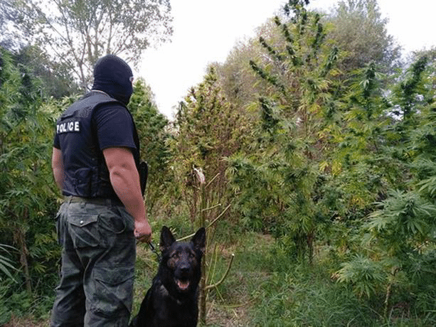 Криминалисти от полицейското управление в Шумен намериха и иззеха огромно количество марихуана