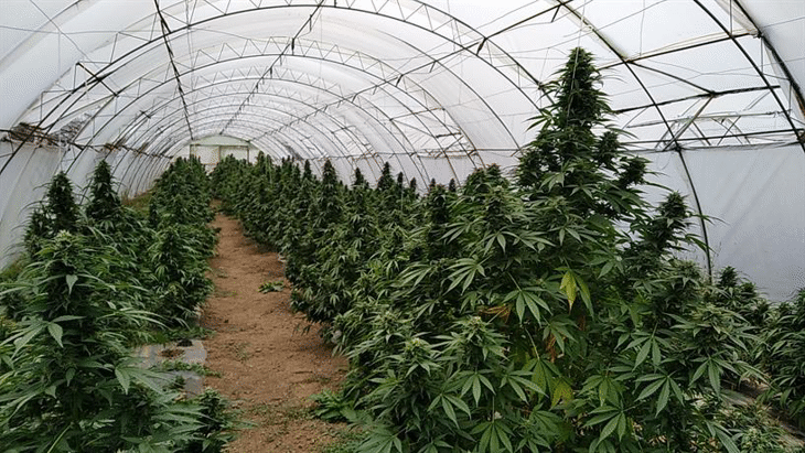 Криминалисти от РУ-Велики Преслав разкриха две оранжерии с огромно количество канабисови растения