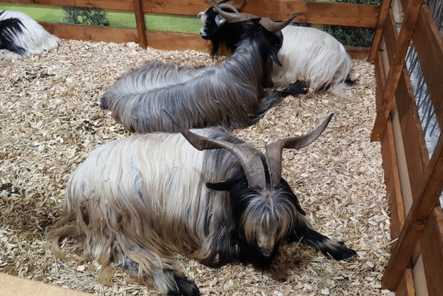 Зам.-министър Димитров откри българския щанд на Международното изложение Eurotier 2016 в гр. Хановер, Германия