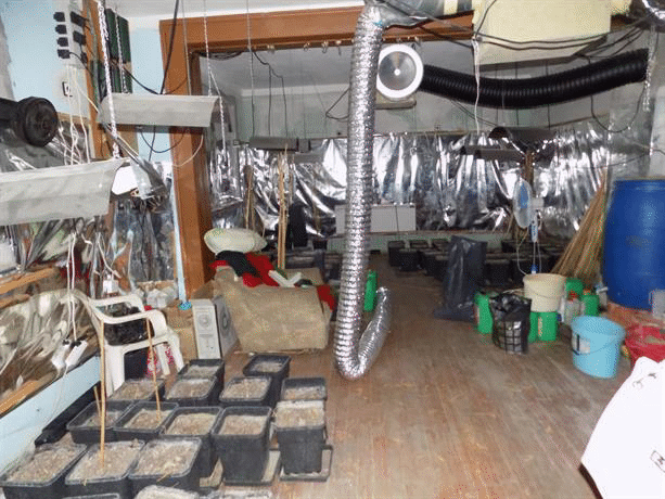 Високотехнологична домашна оранжерия за марихуана бе разкрита от костинбродските полицаи