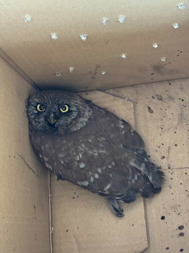 Експерти от РИОСВ – София със съдействието на граждани спасиха бедстваща кукумявка