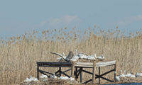 МОСВ