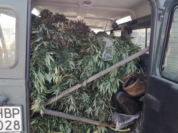 Над 40 кг канабис са иззети при спецакции на територията на Бургаска област през последните дни