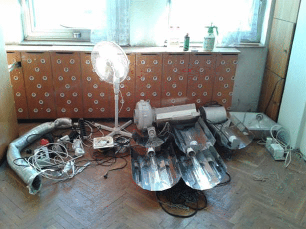 Двама севлиевци са задържани за отглеждане и притежание на марихуана