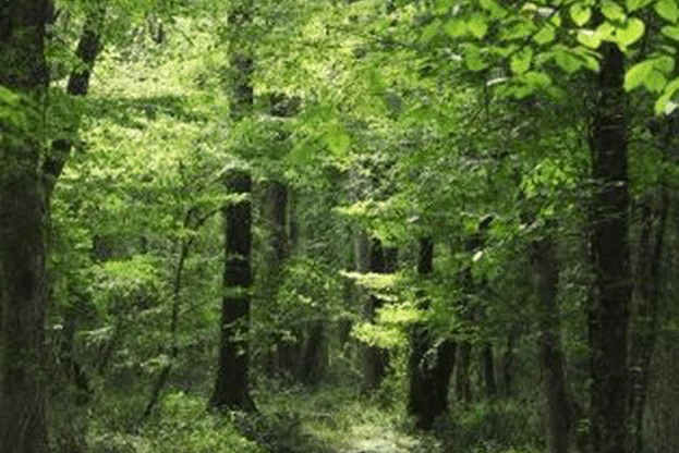 Заместник-министър Иван Палигоров ще вземе участие в Национално съвещание по стопанисване на горите