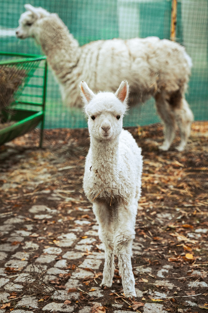Бебето Инди – най-новото попълнение в семейството на алпаките в Зоопарка в София