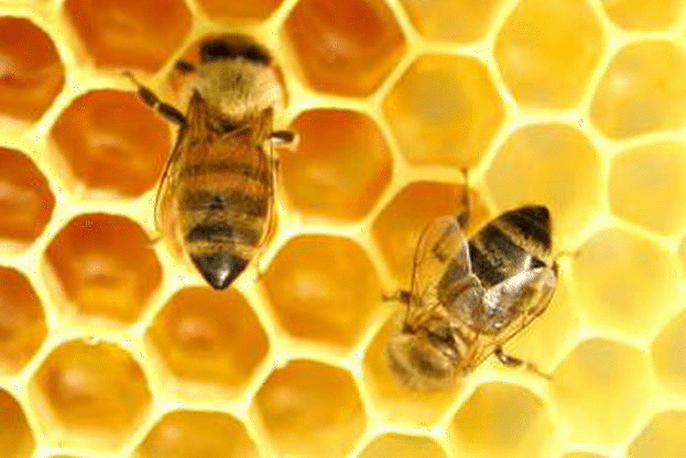 Тази седмица ДФ „Земеделие” изплаща 582 000 лева по пчеларската програма