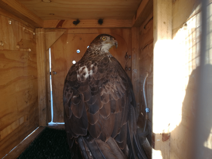 Два спасени ястребови орела заминават за Испания, за да се включат в размножителна програма