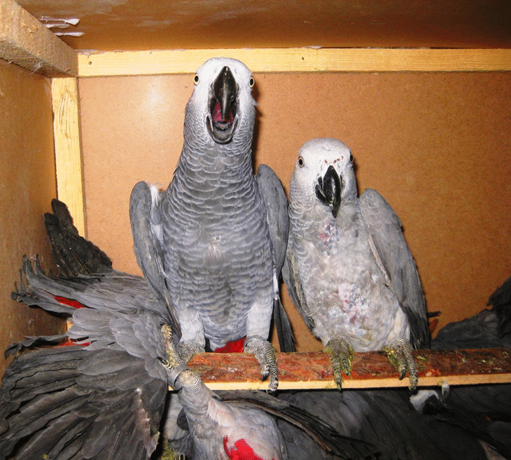 Костенурки, хамелеон и екстракти от защитени видове растения задържаха митнически служители