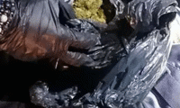 МВР